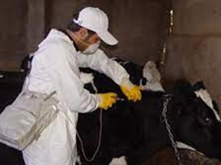 آغاز فاز دوم طرح ملی واکسیسناسیون تب برفکی دام در شهرستان بجستان